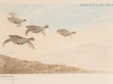 beaucoup d'oiseaux qui volent dans le ciel au-dessus de l'herbe
