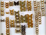 a lot of butterflies that are on display in a glass case
