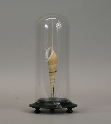a glass dome with a shell inside of it
