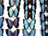 many blue and black butterflies in a display case
