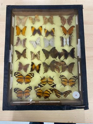 a picture of a display of butterflies in a glass case