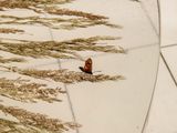 a butterfly that is sitting on a table with some grass