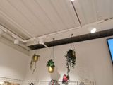 many plants hanging from the ceiling in a store