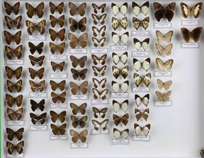 de nombreux types de papillons différents présentés dans une vitrine