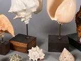many different types of shells on display on the table