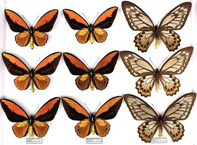 several different types of butterflies displayed on a white surface