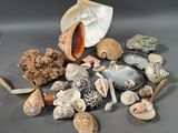 a pile of seashells and shells on a table