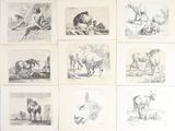 des croquis représentant divers animaux à différentes étapes de leur vie dans un champ