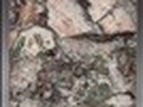une photo d'une photo représentant un oiseau posé sur un rocher