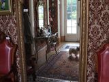 un chien qui se tient devant un miroir