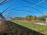 de nombreuses plantes poussant à l'intérieur d'une serre au bord de la route