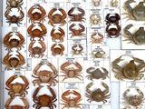 many different types of crabs displayed in this picture