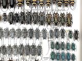 a picture of a display of beetles and other insects