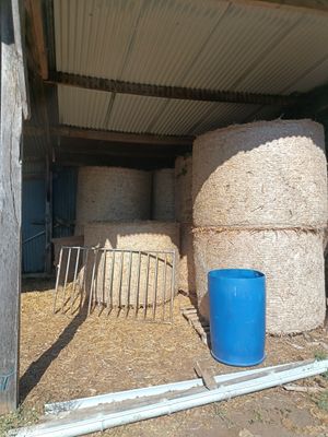 Des balles de foin sont empilées dans une grange où se trouve un tonneau bleu
