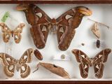 many different types of moths displayed in a display case