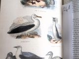 un livre sur lequel figure une image d'oiseaux