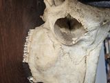 a close up of a skull on a wooden table