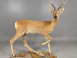 taxidermie représentant une antilope et une tête d'antilope fixées sur un rocher