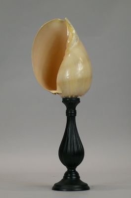 a shell sitting on top of a black stand