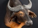 a bull head mounted on the wall of a room