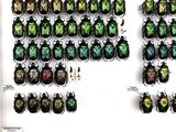 a lot of beetles that are on display on the wall