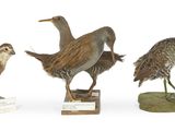 trois oiseaux posés ensemble sur un socle