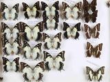 de nombreux papillons exposés dans une vitrine
