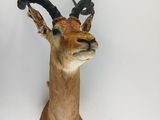 une tête de cerf accrochée au mur d'une pièce aux murs blancs