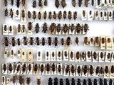 a lot of bugs that are on display in a box
