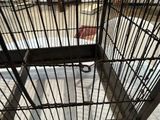 une cage avec un lit à l'intérieur, posée par terre