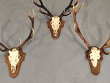 two deer heads with antlers mounted on a wall