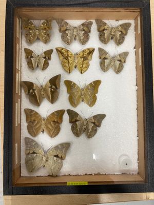 a picture of a display of moths in a shadow box