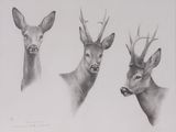 drawing of three deer heads with antlers on a white background