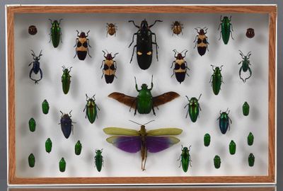 une exposition de divers coléoptères et autres insectes dans un cadre en bois