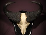 a bull ' s skull mounted on a wall in a dark room
