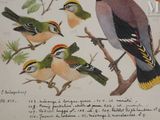 painting of a group of birds sitting on top of a tree branch