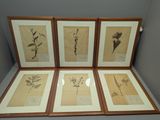 quatre gravures botaniques encadrées représentant des fleurs sauvages, présentées dans un cadre en bois
