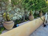 de nombreuses plantes en pot le long d'un mur de pierre
