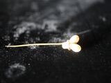 une petite fleur posée sur une surface noire