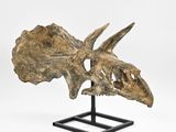 a close up of a dinosaur skull on a stand