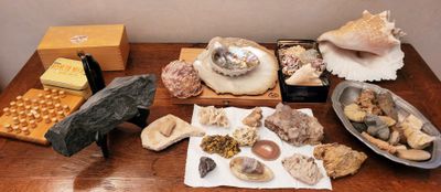 Collection de minéraux et coquillages. - Photo 1