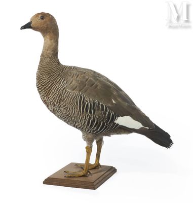 a bird that is standing on a wooden base