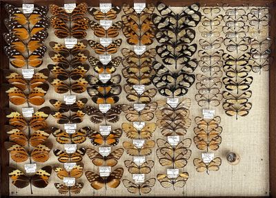 many different types of butterflies displayed in a wooden frame