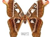 a large moth that is sitting on the back of it ' s wings