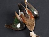 two dead birds that are laying on a black surface