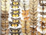 many different types of moths displayed in a white box
