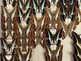 a lot of butterflies that are hanging on the wall