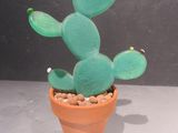 un petit cactus vert dans un pot en terre cuite, sur lequel sont dessinés des yeux