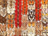 many different types of butterflies displayed in a display case