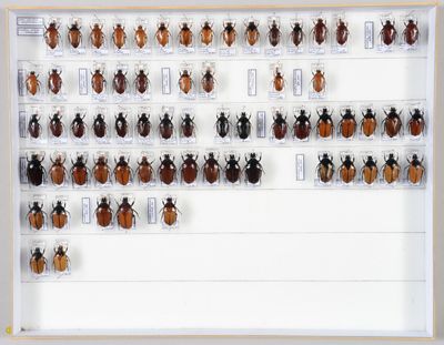de nombreux insectes exposés dans un cadre